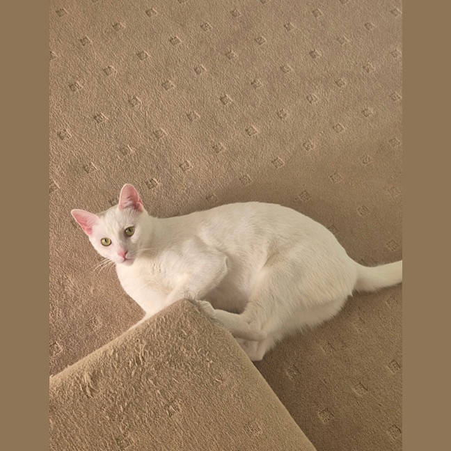 Photo of Angel & Loki