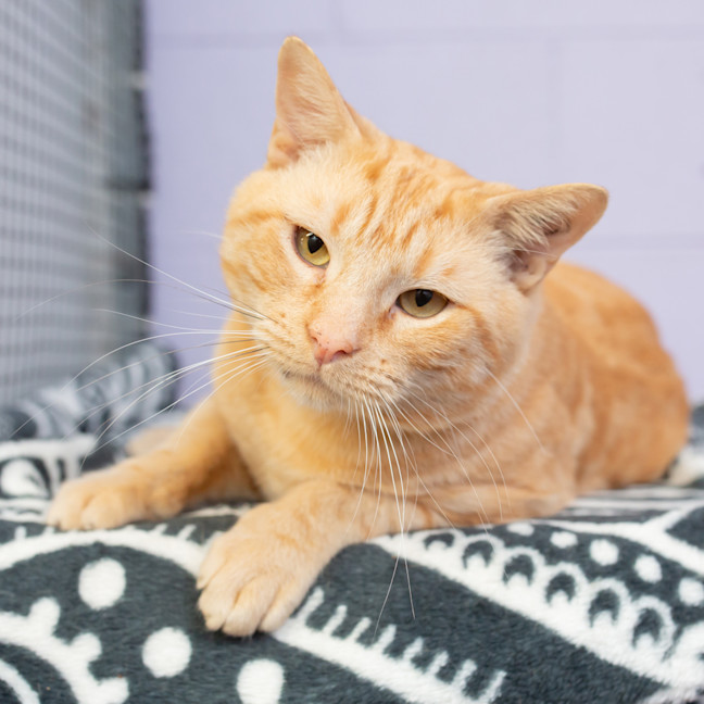 Photo of Grilled Cheese