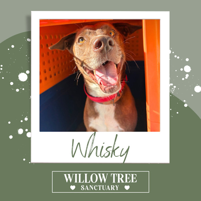 Photo of Whisky