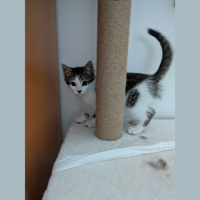 Photo of Lightning Snail