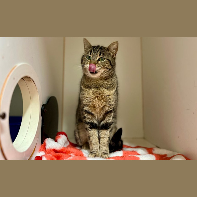 Photo of Almond