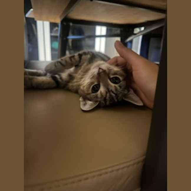 Photo of Hankine