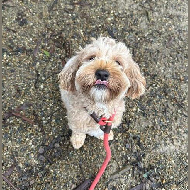 Photo of Cookie