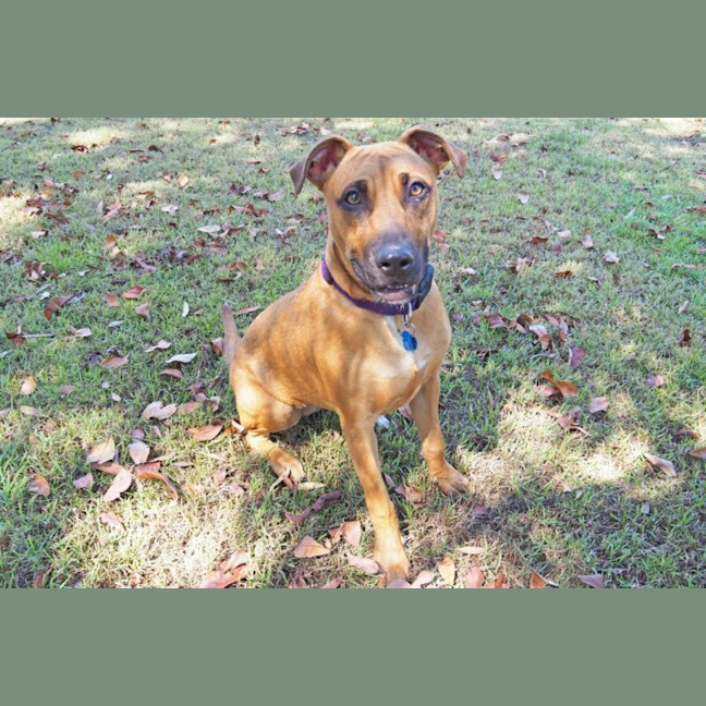 Photo of Scooby