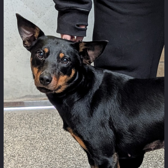Photo of Bindi