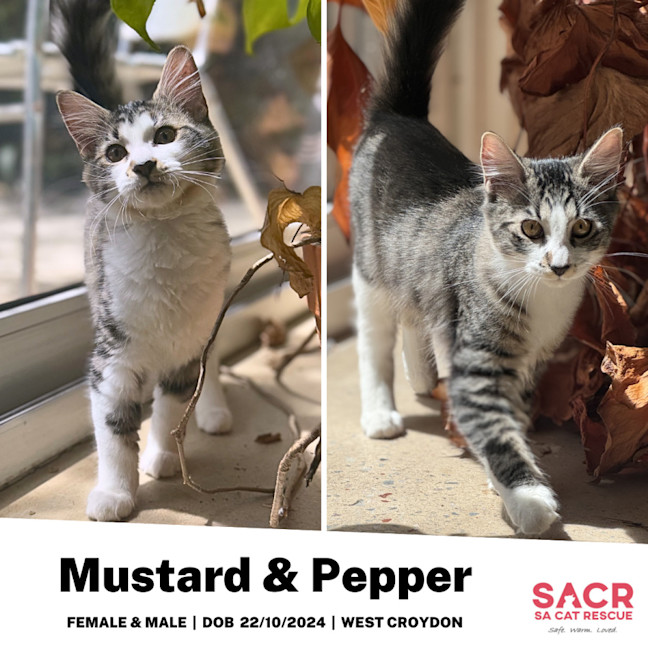 Photo of Mustard & Pepper