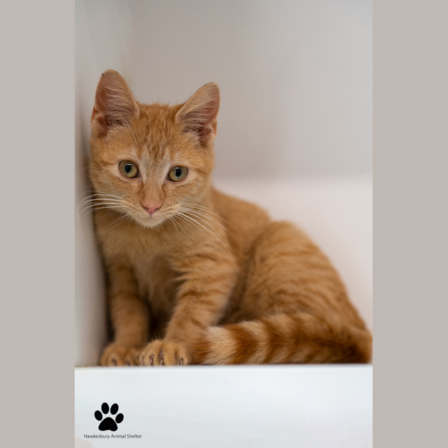 Photo of Orange