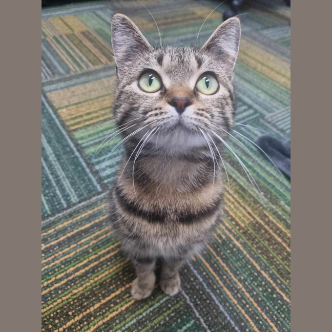 Photo of Tigger