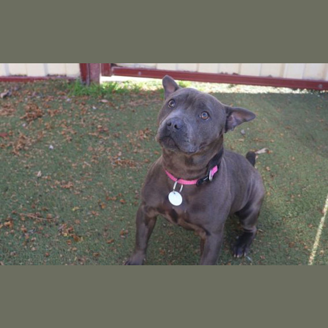 Photo of Staffiny Blue Roo