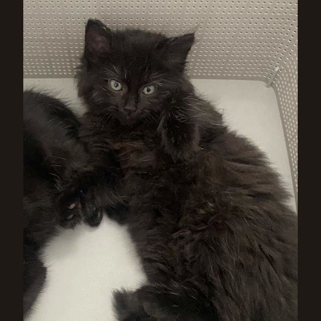 Photo of Sugar