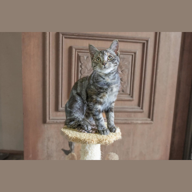 Photo of Pancake 