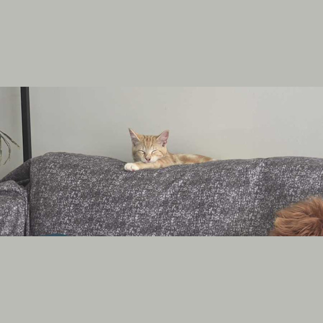 Photo of Shadow