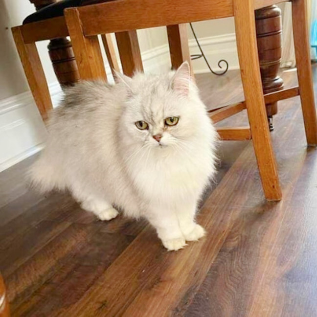 Photo of 🎀Priscilla🎀