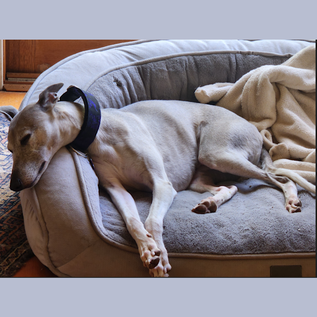 Photo of Gus