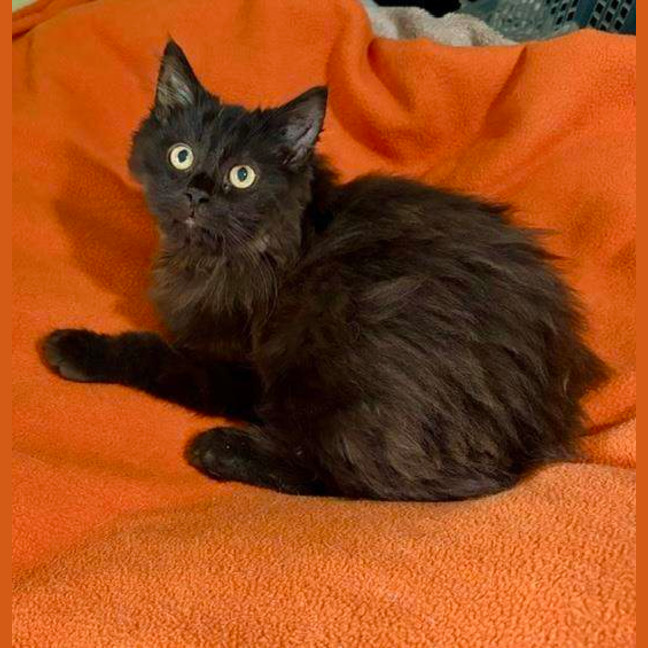 Photo of Binx