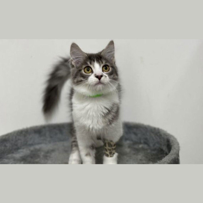Photo of Princess Fluffytail