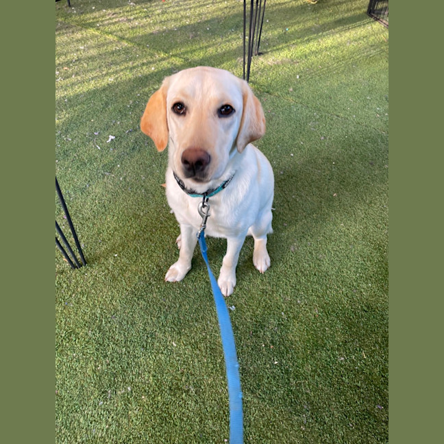 Photo of Honey
