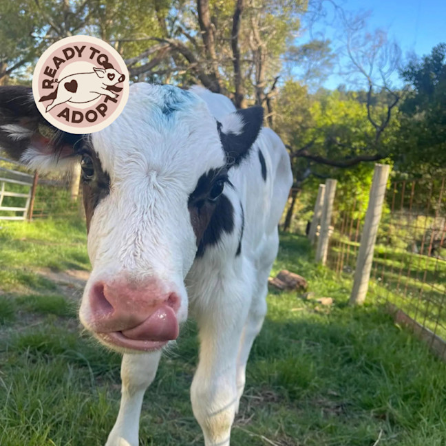 Photo of Lolly And Louis