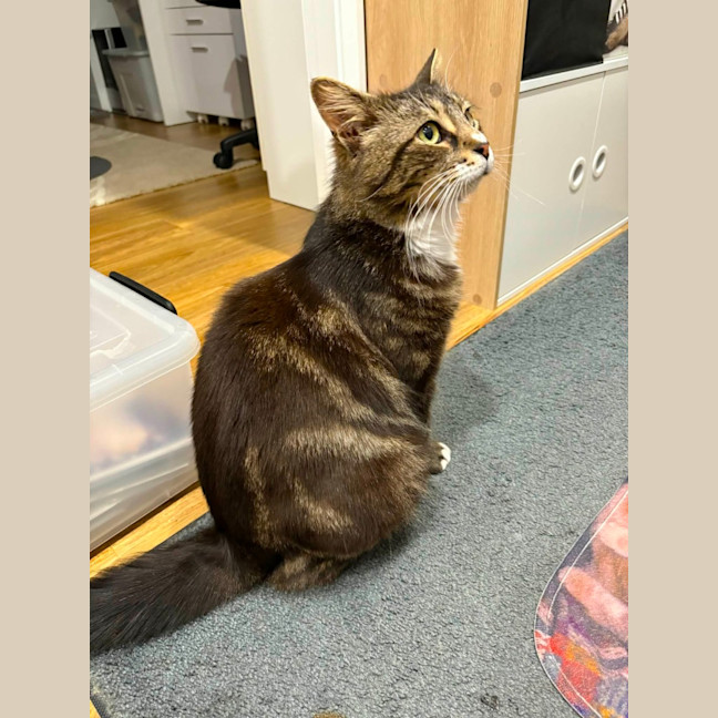 Photo of Milo