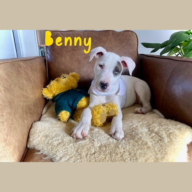 Photo of Benny