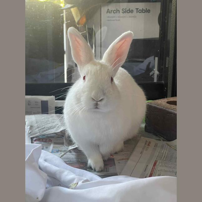 Photo of Happy Gizmo