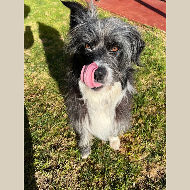Photo of Alfie