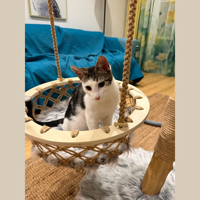 Photo of Buzz