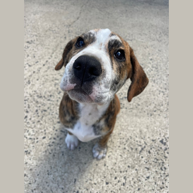 Photo of D1213 Ralph