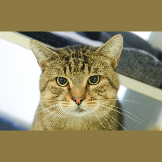 Photo of Wilbur