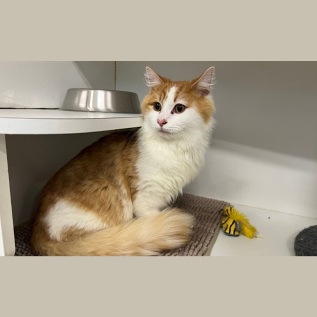 Photo of Tinker