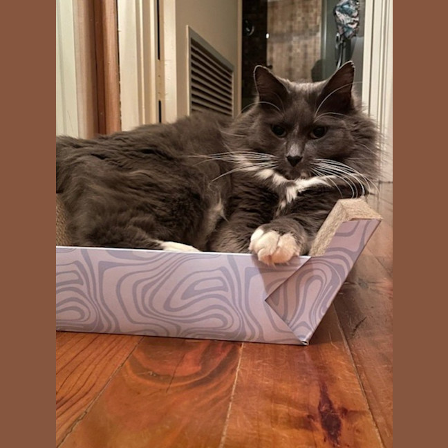 Photo of Lucky Socks