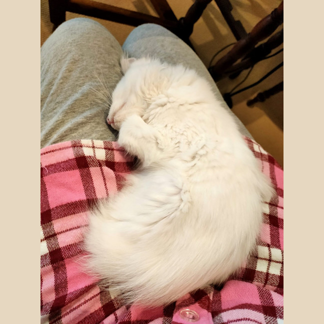 Photo of Marshmallow 