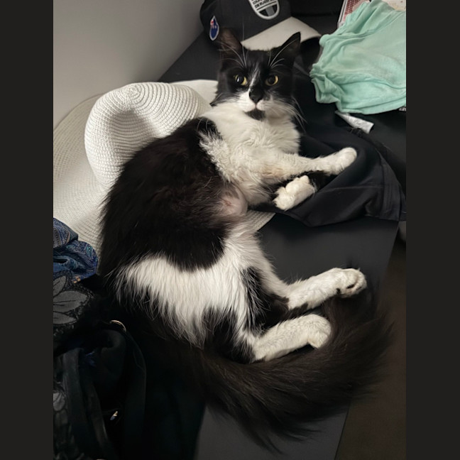 Photo of Bibi