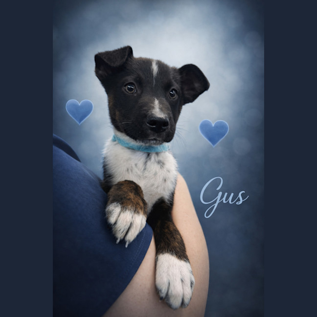 Photo of Gus