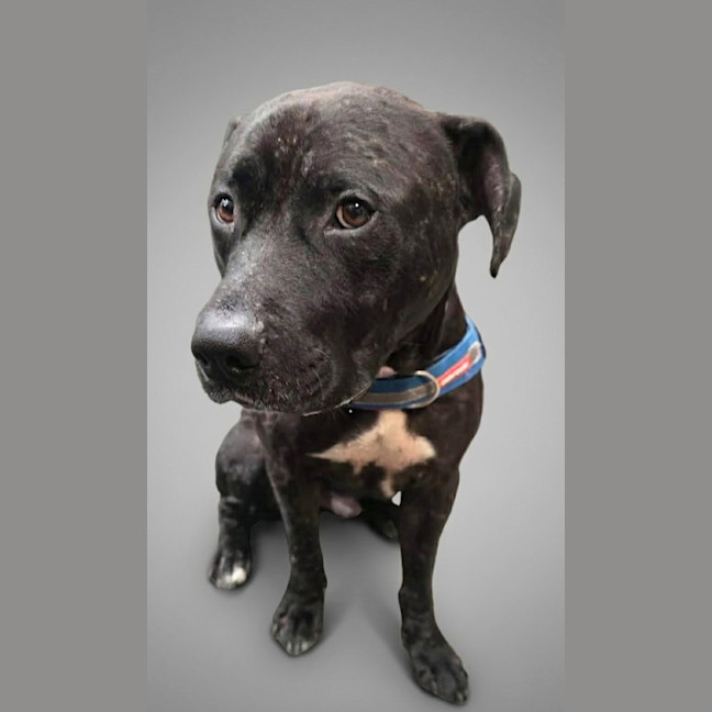 Photo of Diesel