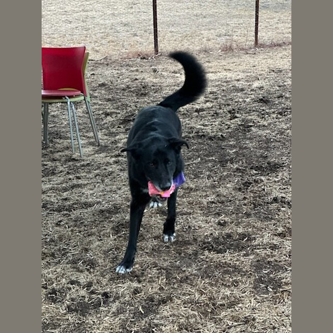 Photo of Harley