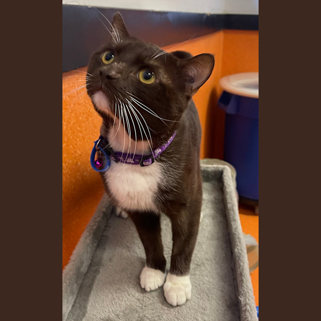 Photo of Romeo
