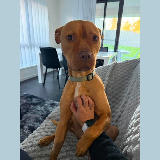 Photo of Koba   1.5 Year Old American Staffy X Kelpie