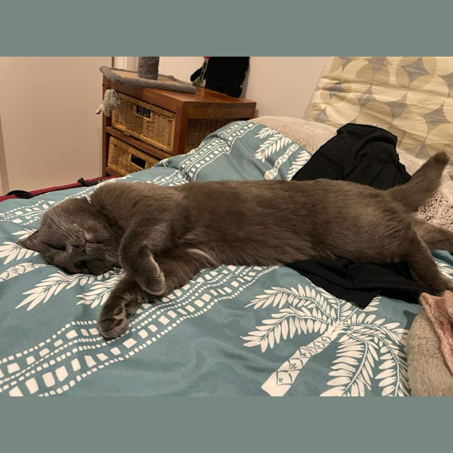 Photo of Isla – The Velvet Paw Dictator