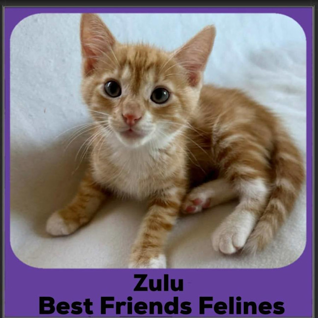 Photo of Zulu 