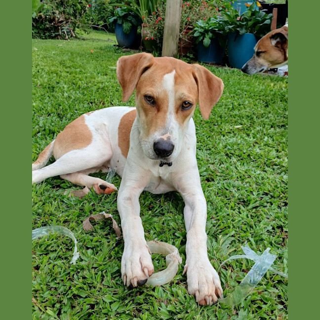 Photo of Merlin