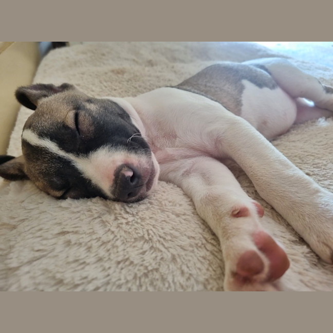 Photo of Dasher
