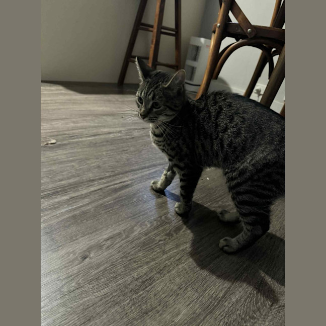 Photo of Ziggy 