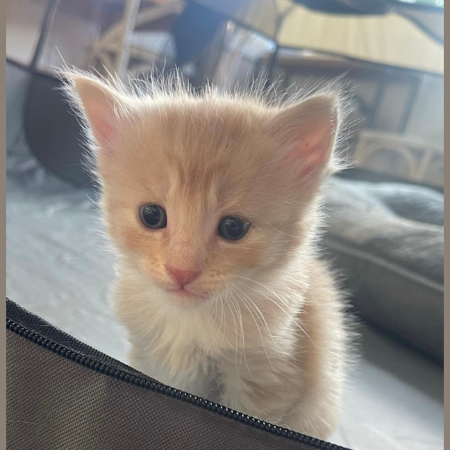 Photo of Apricot 🧡