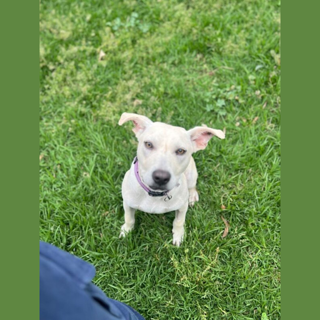 Photo of Alfie