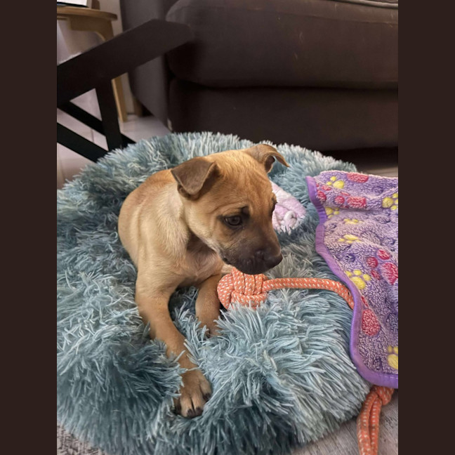 Photo of Rocco