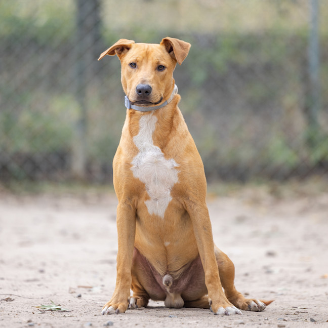Photo of Ziggy