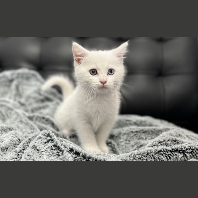 Photo of Daisy