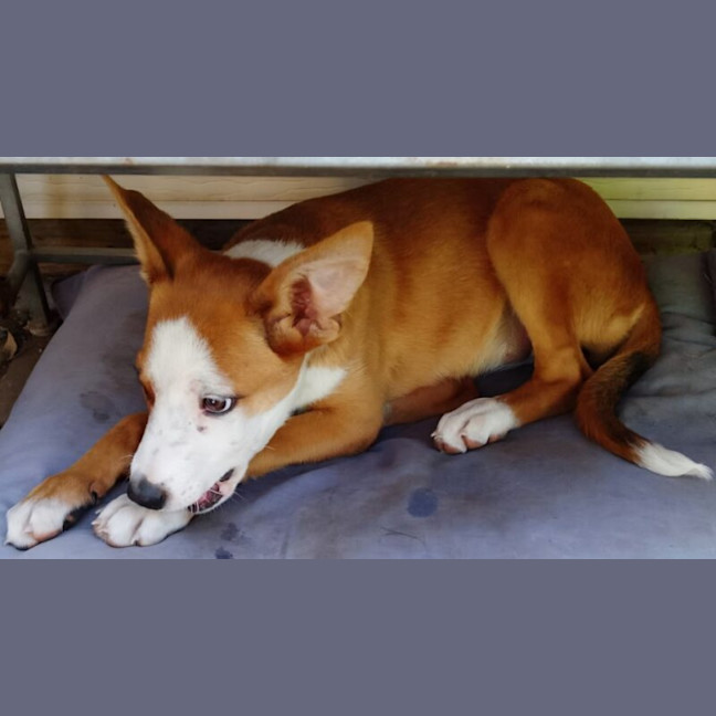 Photo of Shilo