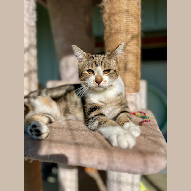 Photo of Samson